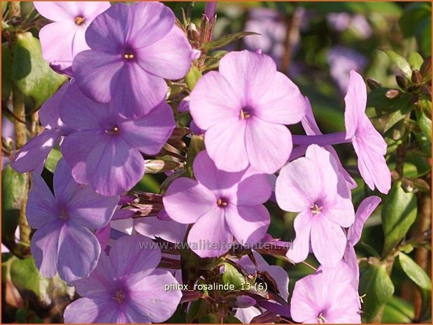 Phlox 'Rosalinde' | Vlambloem