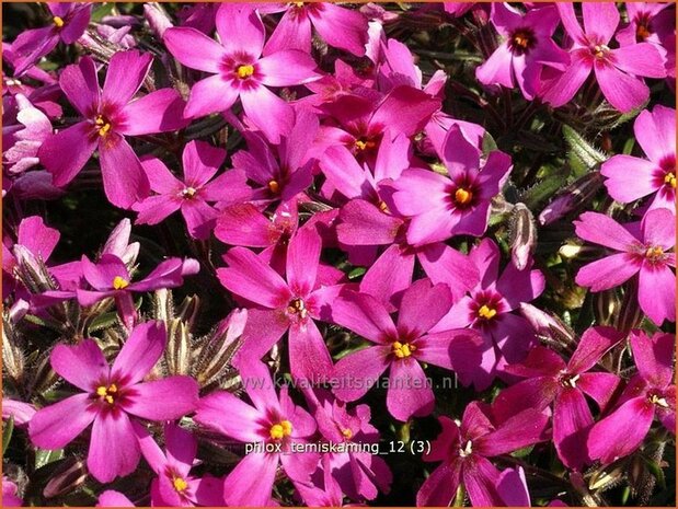 Phlox 'Temiskaming' | Vlambloem, Kruipphlox