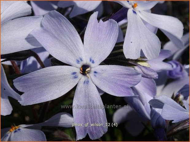 Phlox 'G.F. Wilson' | Vlambloem, Kruipphlox