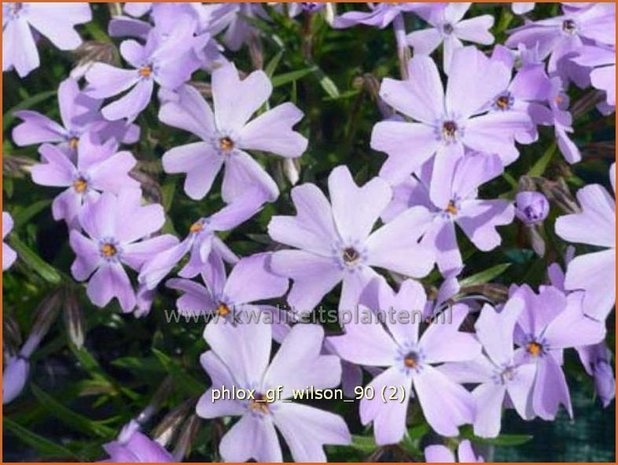 Phlox 'G.F. Wilson' | Vlambloem, Kruipphlox