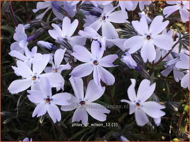 Phlox 'G.F. Wilson' | Vlambloem, Kruipphlox