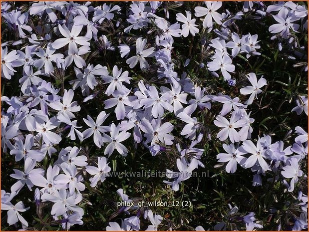 Phlox 'G.F. Wilson' | Vlambloem, Kruipphlox