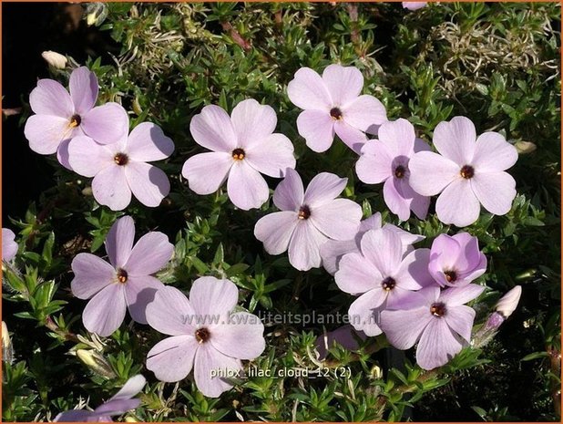 Phlox 'Lilac Cloud' | Vlambloem, Kruipphlox