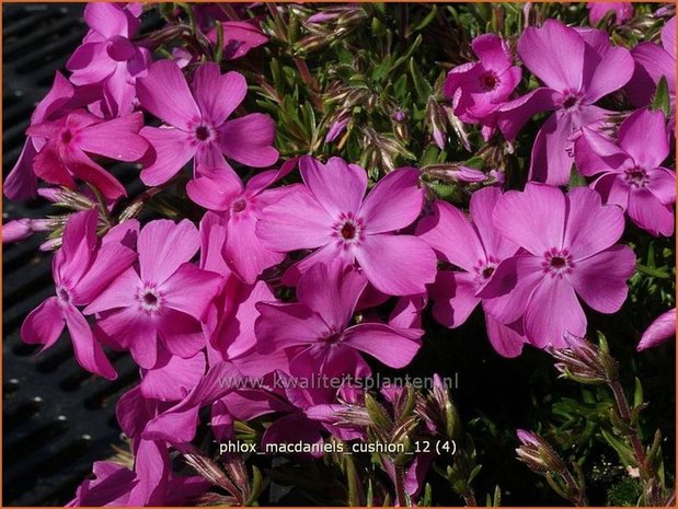 Phlox 'MacDaniel's Cushion' | Vlambloem, Kruipphlox