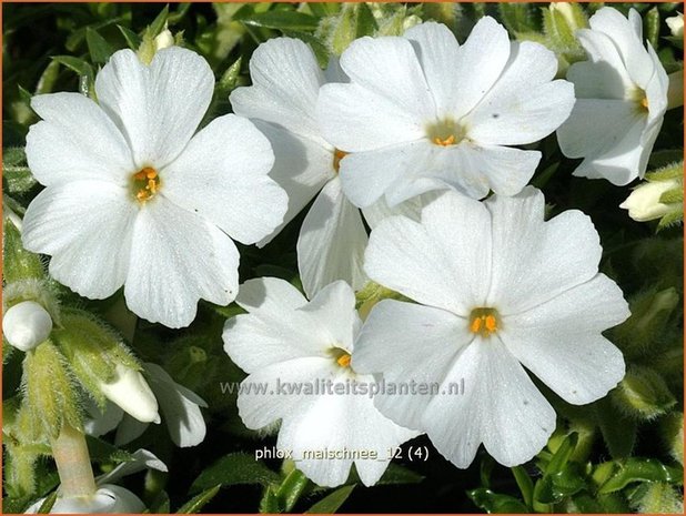 Phlox 'Maischnee' | Vlambloem, Kruipphlox