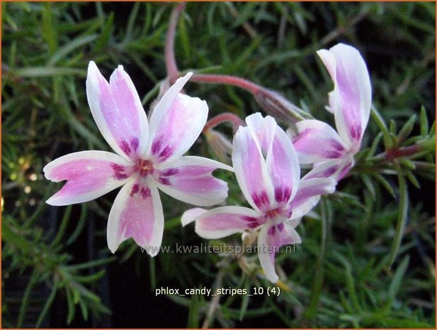 Phlox 'Candy Stripes' | Vlambloem, Kruipphlox