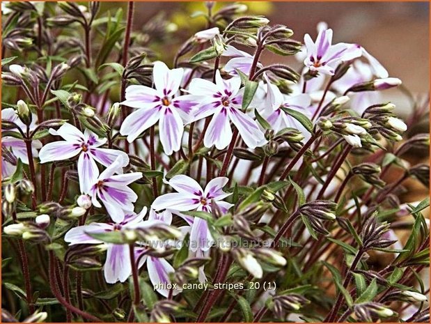 Phlox 'Candy Stripes' | Vlambloem, Kruipphlox