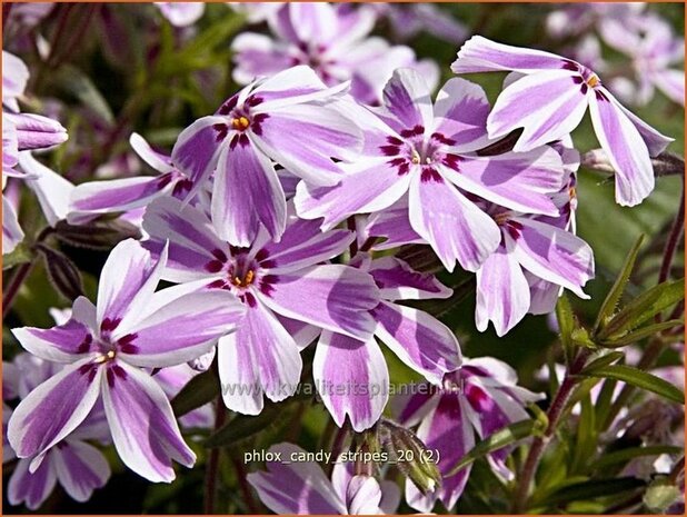 Phlox 'Candy Stripes' | Vlambloem, Kruipphlox