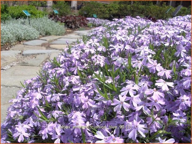 Phlox 'Emerald Cushion Blue' | Vlambloem, Kruipphlox