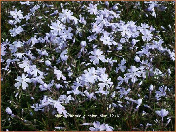 Phlox 'Emerald Cushion Blue' | Vlambloem, Kruipphlox