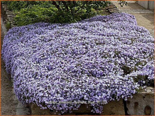 Phlox 'Emerald Cushion Blue' | Vlambloem, Kruipphlox