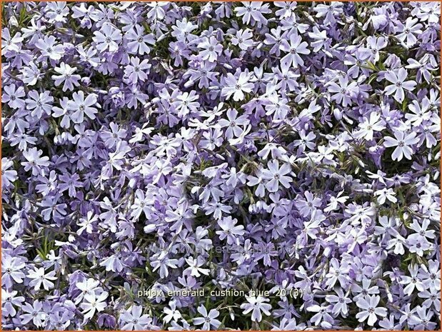 Phlox 'Emerald Cushion Blue' | Vlambloem, Kruipphlox