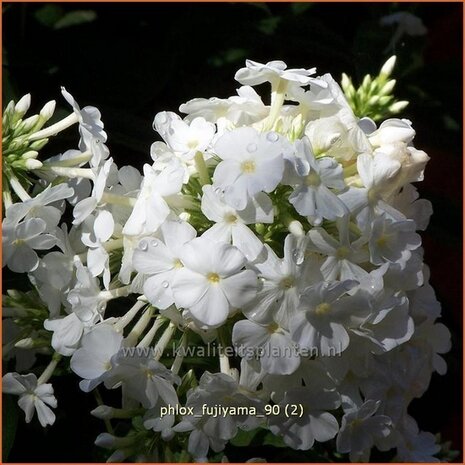 Phlox 'Fujiyama' | Vlambloem