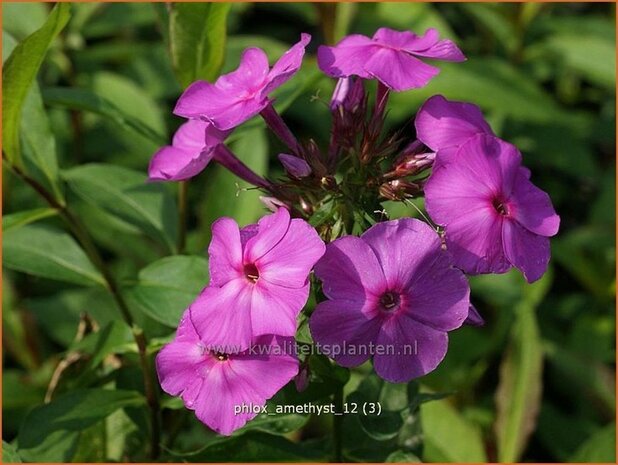 Phlox 'Amethyst' | Vlambloem