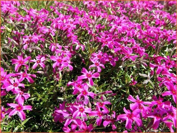 Phlox 'Atropurpurea' | Vlambloem, Kruipphlox