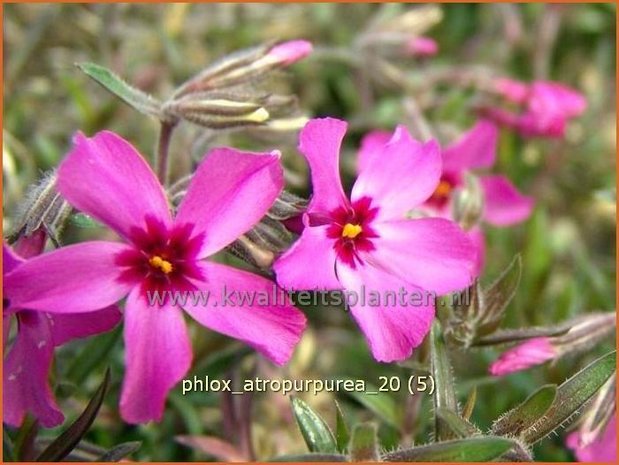 Phlox 'Atropurpurea' | Vlambloem, Kruipphlox