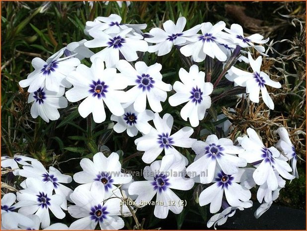 Phlox 'Bavaria' | Vlambloem, Kruipphlox