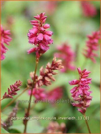 Persicaria amplexicaulis 'Inverleith' | Duizendknoop, Adderwortel