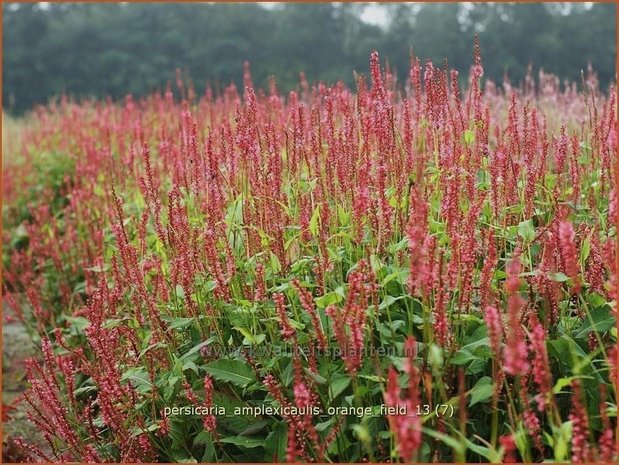 Persicaria amplexicaulis 'Orange Field' | Duizendknoop, Adderwortel