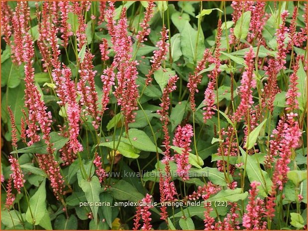 Persicaria amplexicaulis 'Orange Field' | Duizendknoop, Adderwortel