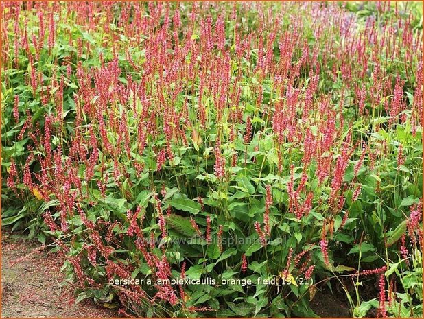 Persicaria amplexicaulis 'Orange Field' | Duizendknoop, Adderwortel