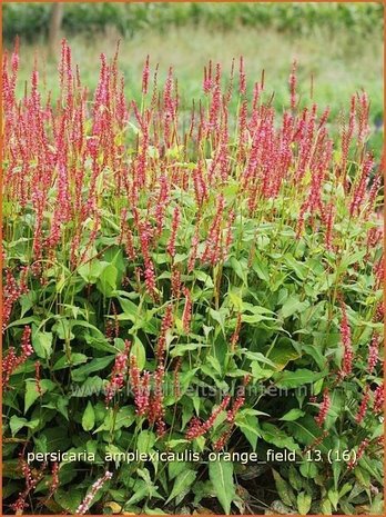 Persicaria amplexicaulis 'Orange Field' | Duizendknoop, Adderwortel