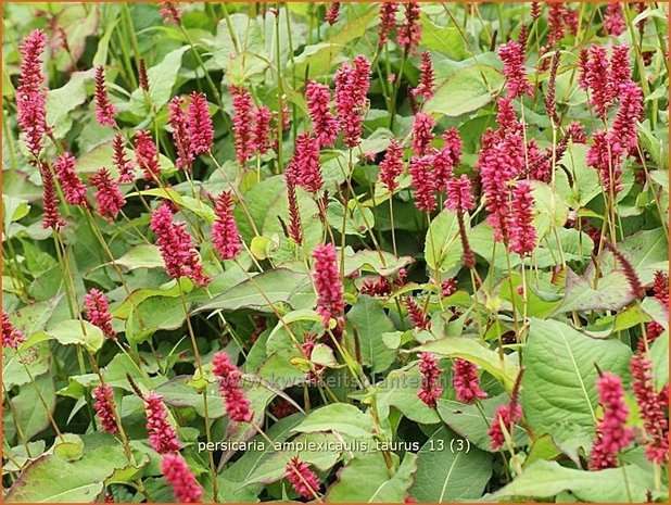 Persicaria amplexicaulis 'Taurus' | Duizendknoop, Adderwortel