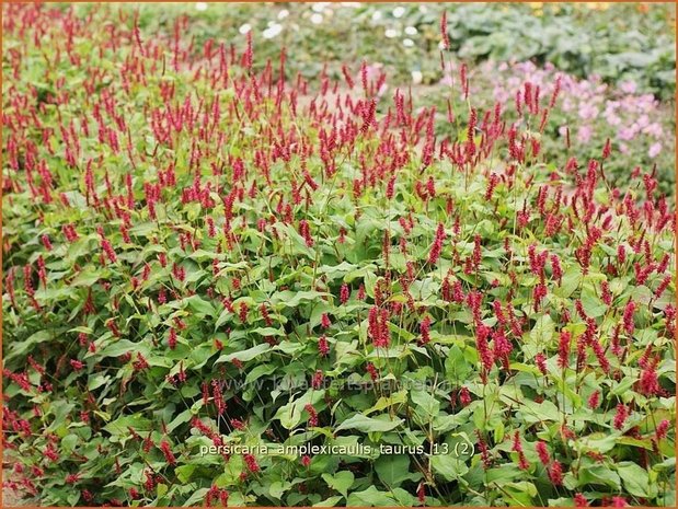 Persicaria amplexicaulis 'Taurus' | Duizendknoop, Adderwortel