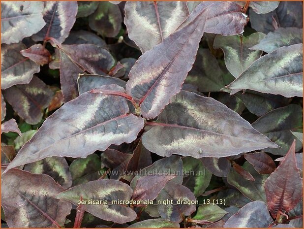 Persicaria microcephala 'Night Dragon' | Duizendknoop | Kleinkopfiger Knöterich