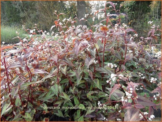 Persicaria microcephala 'Red Dragon' | Duizendknoop, Adderwortel