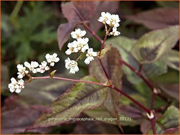 Persicaria microcephala 'Red Dragon' | Duizendknoop, Adderwortel