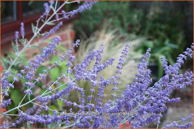 Perovskia atriplicifolia 'Blue Spire' | Russische salie, Blauwspirea, Reuzenlavendel