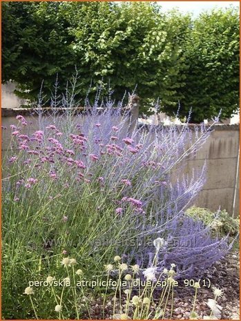 Perovskia atriplicifolia 'Blue Spire' | Russische salie, Blauwspirea, Reuzenlavendel