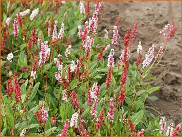 Persicaria affinis 'Darjeeling Red' | Duizendknoop, Adderwortel