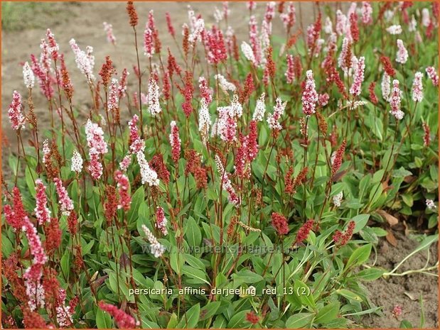 Persicaria affinis 'Darjeeling Red' | Duizendknoop, Adderwortel