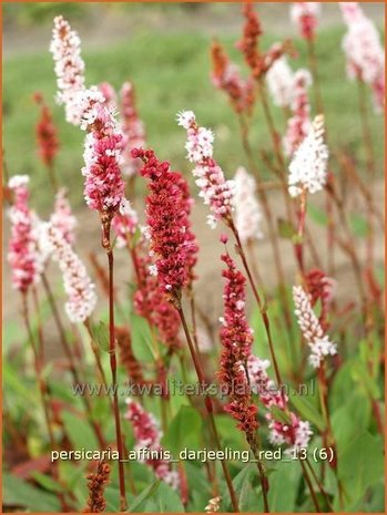 Persicaria affinis 'Darjeeling Red' | Duizendknoop, Adderwortel