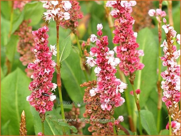 Persicaria affinis 'Kabouter' | Duizendknoop, Adderwortel