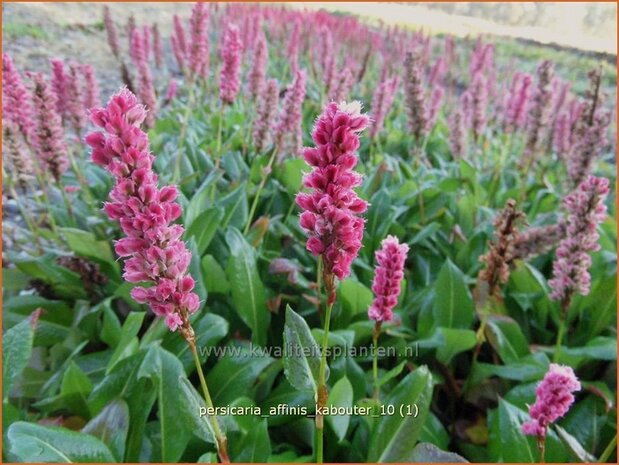 Persicaria affinis 'Kabouter' | Duizendknoop, Adderwortel