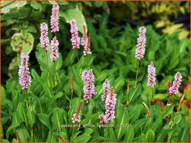 Persicaria affinis 'Kabouter' | Duizendknoop, Adderwortel