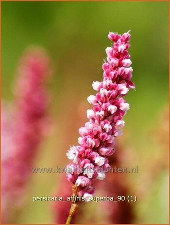 Persicaria affinis 'Superba' | Duizendknoop, AdderwortelPersicaria affinis 'Superba' | Duizendknoop