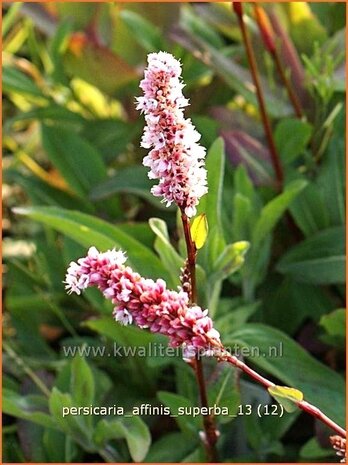 Persicaria affinis 'Superba' | Duizendknoop, Adderwortel