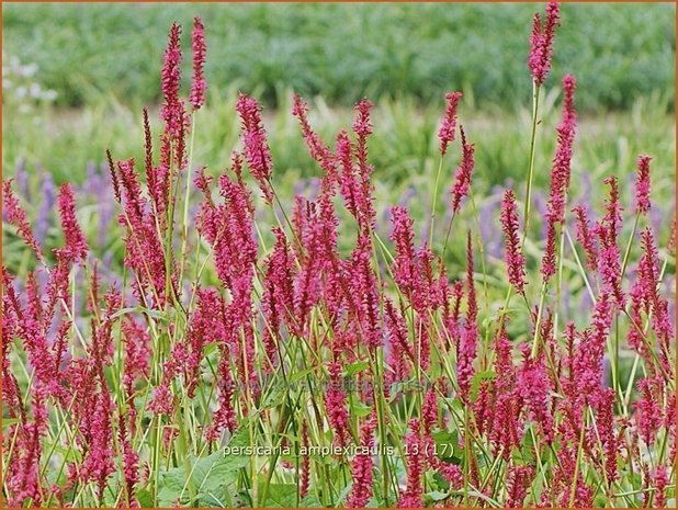 Persicaria amplexicaulis | Duizendknoop, Adderwortel