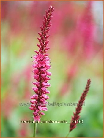 Persicaria amplexicaulis | Duizendknoop, Adderwortel