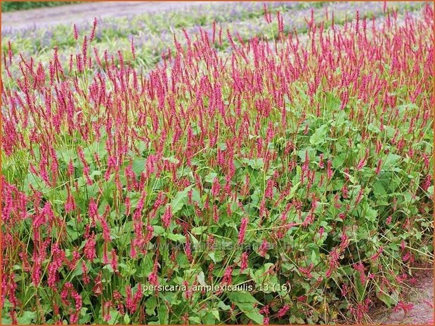 Persicaria amplexicaulis | Duizendknoop, Adderwortel