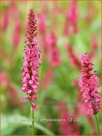 Persicaria amplexicaulis | Duizendknoop, Adderwortel