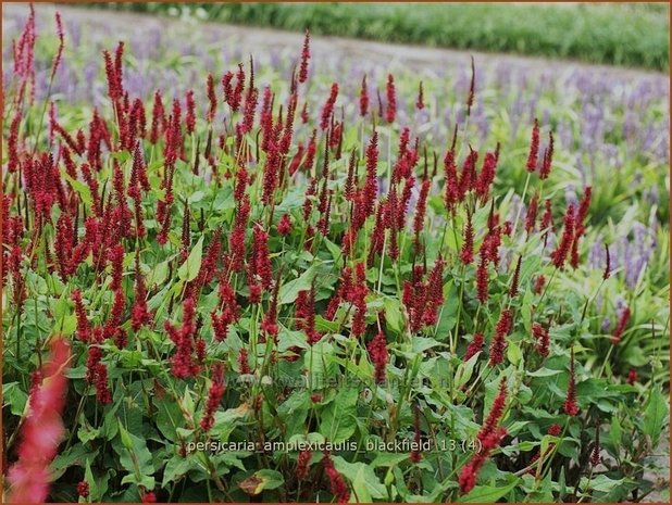 Persicaria amplexicaulis &#39;Blackfield&#39; | Doorgroeide duizendknoop, Adderwortel, Duizendknoop | Kerzenknöterich