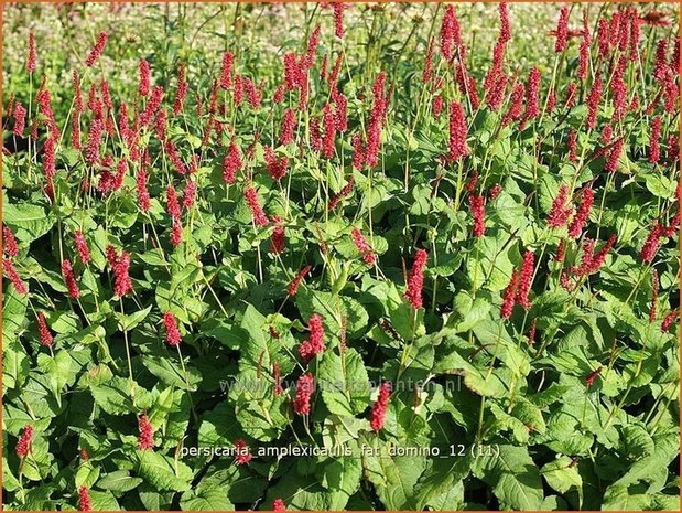 Persicaria amplexicaulis 'Fat Domino' | Duizendknoop, Adderwortel