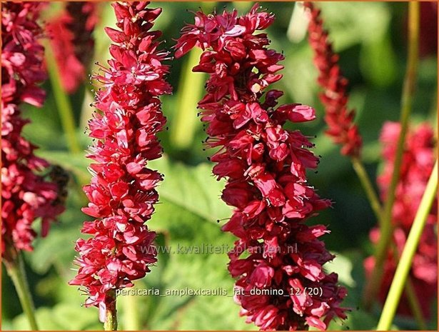 Persicaria amplexicaulis 'Fat Domino' | Duizendknoop, Adderwortel