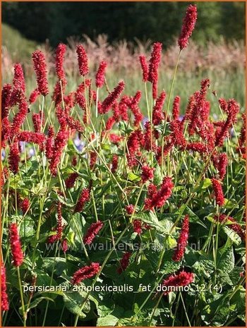 Persicaria amplexicaulis 'Fat Domino' | Duizendknoop, Adderwortel