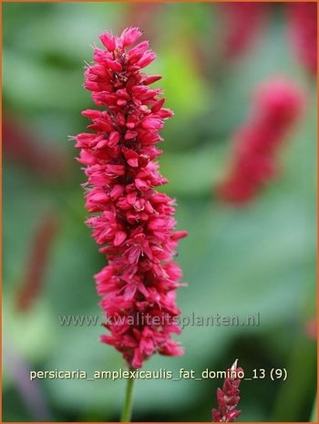 Persicaria amplexicaulis 'Fat Domino' | Duizendknoop, Adderwortel